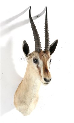 Lot 87 - Taxidermy: Eastern Thomson's Gazelle (Eudorcas thomsoni) circa late 20th century, shoulder...