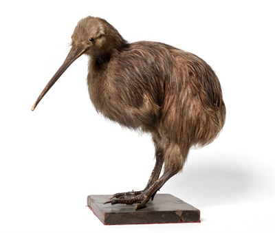 Lot 90 - Taxidermy: Northern Brown Kiwi (Apteryx mantelli), late Victorian, full mount bird with head...