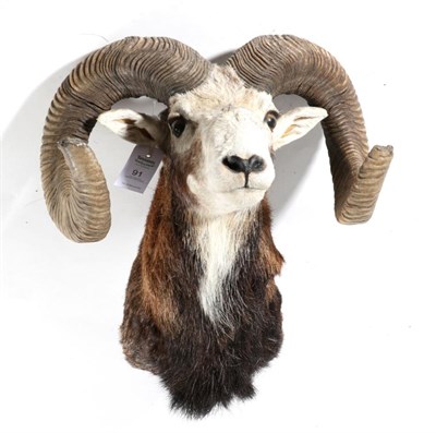 Lot 91 - Taxidermy: European Mouflon (Ovis orientalis musimon), circa 01/11/99, shoulder mount looking...