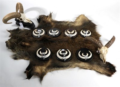 Lot 92 - Taxidermy: European Mouflon Horns (Ovis orientalis musimon), one set on cut upper skull mounted...