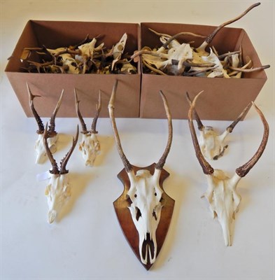 Lot 94 - Antlers: Roe Buck (Capreolus capreolus), modern, a quantity of adult antlers on cut upper skulls in