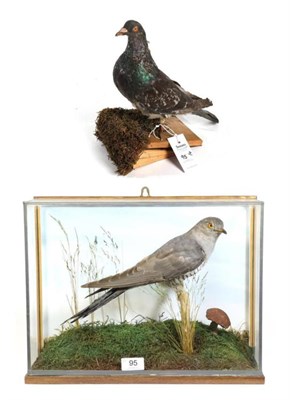 Lot 95 - Taxidermy: European Cuckoo (Cuculus canorus), circa 1971, by Edward Williams, male full mount...