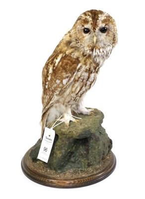 Lot 96 - Taxidermy: Tawny Owl (Strix aluco), circa April 1989, by Slaters Taxidermy, Shaw, Lancashire,...