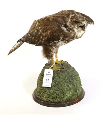 Lot 97 - Taxidermy: Common Buzzard (Buteo buteo), circa late 20th century, by Slaters Taxidermy, Shaw,...