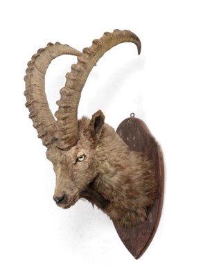 Lot 98 - Taxidermy: Siberian Ibex (Capra sibirica sibirica) circa 1930, by Van Ingen & Van Ingen Mysore...