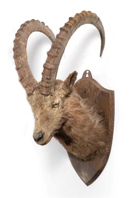 Lot 99 - Taxidermy: Siberian Ibex (Capra sibirica sibirica) circa 1930, by Van Ingen & Van Ingen Mysore...