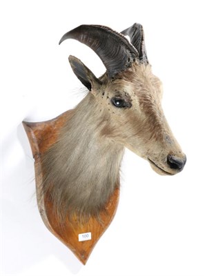 Lot 100 - Taxidermy: Himalayan Tahr (Hemitragus jemlahicus), circa 1930, by Van Ingen & Van ingen Mysore...