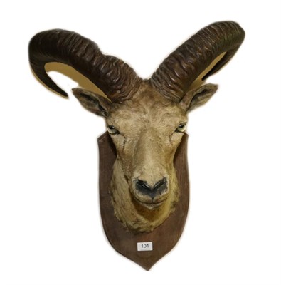 Lot 101 - Taxidermy: Ladakh Urial (Ovis vignnei vignei), circa 1930, by Van Ingen & Van Ingen Mysore...