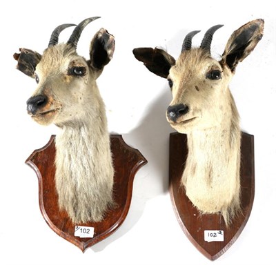 Lot 102 - Taxidermy: A Pair of Himalayan Brown Goral, circa 1920, by Van Ingen Van Ingen Mysore India,...