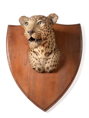 Lot 104 - Taxidermy: Leopard (Panthera pardus), circa 1938, by Van Ingen & Van Ingen Mysore India ,...