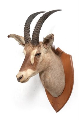 Lot 105 - Taxidermy: Southern Roan Antelope (Hippotragus equinus equinus), by Van Ingen & Van Ingen...