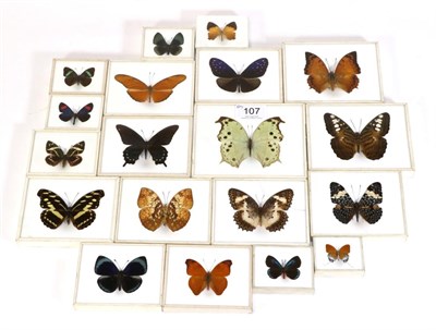 Lot 107 - Entomology: An Edwardian Collection of World Butterflies, by Rowland Ward 167 Piccadilly...