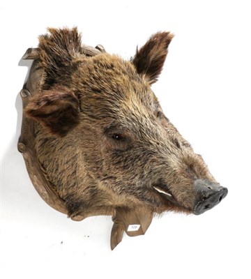 Lot 108 - Taxidermy: European Wild Boar (Sus scrofa), circa 1980, head mount looking straight ahead,...