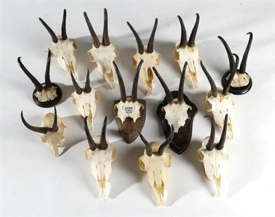 Lot 109 - Taxidermy: Alpine Chamois (Rupicapra rupicapra), circa late 20th century, fourteen various sets...