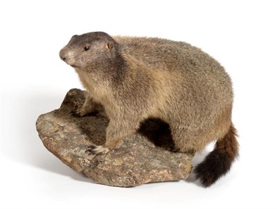 Lot 111 - Taxidermy: Alpine Marmot (Marmota marmota), circa late 20th century, large full mount stood...