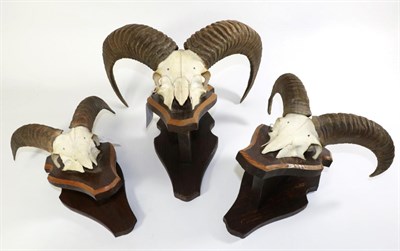 Lot 113 - Taxidermy: European Mouflon (Ovis orientalis musimon), circa late 20th century, three sets of horns