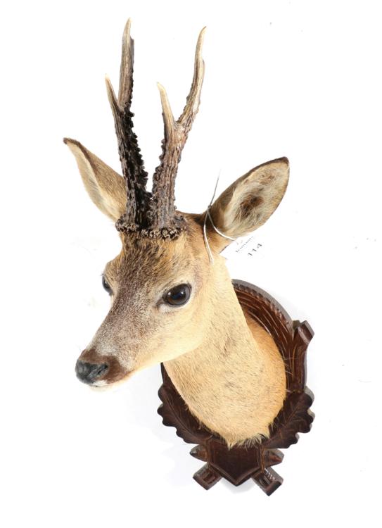 Lot 114 - Taxidermy: Roe Buck (Capreolus capreolus), circa late 20th century, shoulder mount with head...