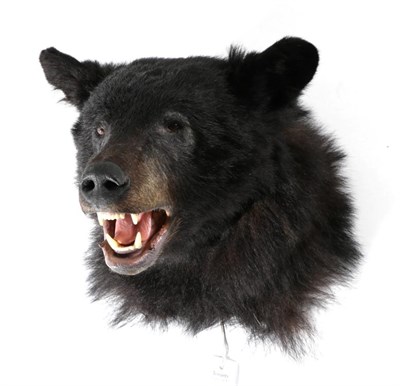 Lot 115 - Taxidermy: North American Black Bear (Ursus americanus), circa 2005, head mount looking...