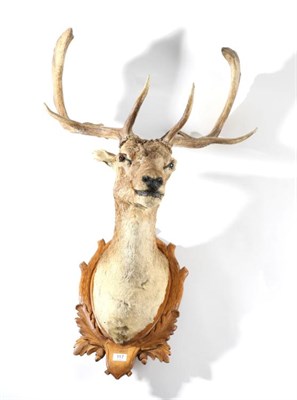 Lot 117 - Taxidermy: Fallow Deer (Dama Dama), circa late 20th century, shoulder mount looking straight ahead