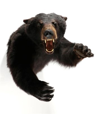 Lot 118 - Taxidermy: American Black Bear (Ursus americanus), circa 2005, half mount in aggressive pose...