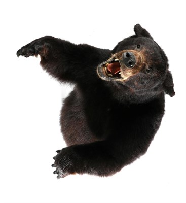 Lot 119 - Taxidermy: American Black Bear (Ursus americanus), circa 2005, half mount in aggressive pose...