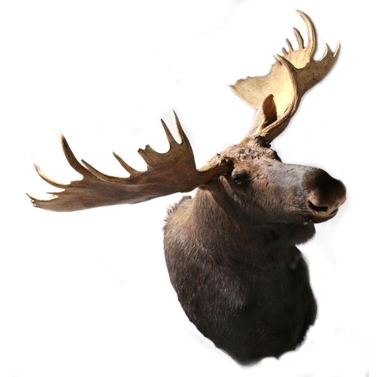 Lot 120 - Taxidermy: Large North American Moose (Alces alces), modern, large shoulder mount looking...