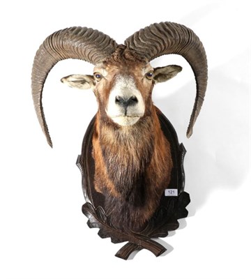 Lot 121 - Taxidermy: European Mouflon (Ovis orientalis musimon), circa 1997, head mount looking straight...