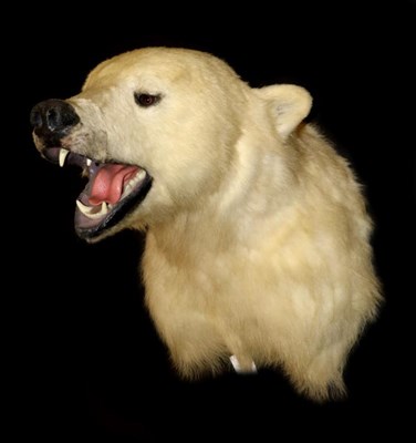 Lot 122 - Taxidermy: Polar Bear (Ursus maritimus), circa 2005, head mount looking straight ahead with...