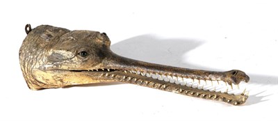 Lot 123 - Taxidermy: Gharial (Gavialis gangeticus), late 19th/early 20th century, head mount with mouth...