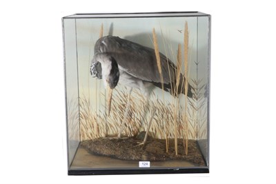 Lot 124 - Taxidermy: Grey Heron, (Ardea cinerea), circa January 1989, by Slaters Taxidermists, Shaw,...