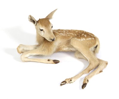 Lot 125 - Taxidermy: Fallow Deer Fawn, (Dama dama), circa late 20th century, full mount in recumbent position