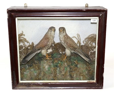 Lot 126 - Taxidermy: Victorian Cased Kestrels, (Falco tinnunculus), circa 1880, a pair of full mounts...