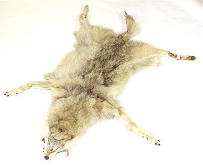 Lot 127 - Taxidermy: Gray Wolf Skin (Canis lupus) circa 1979, full skin rug with flat head and complete limbs