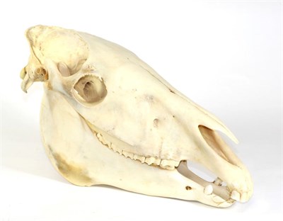 Lot 129 - Taxidermy: Burchell's Zebra skull (Equus quagga), modern, full skull, 53cm long by 28cm high approx