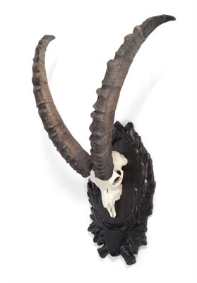 Lot 130 - Taxidermy: Alpine Ibex (Capra ibex) circa mid-late 20th century, horns on polished upper skull,...