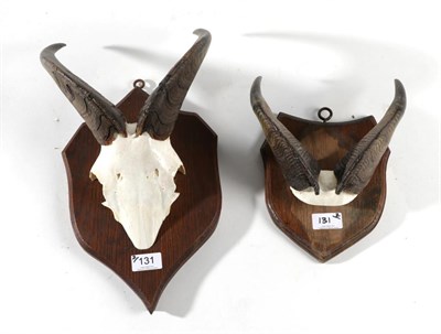 Lot 131 - Taxidermy: Himalayan Tahr (Hemitragus jemlahicus), circa 26-05-29, Kishtwar India, horns on...