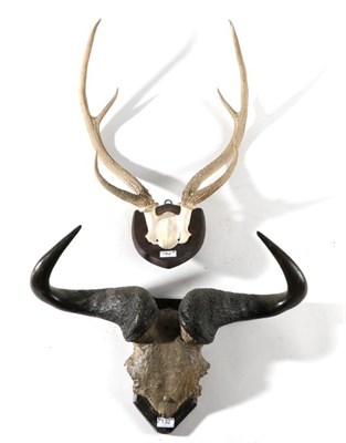 Lot 132 - Taxidermy: Chital/Axis Deer (Axis axis), circa 1920, antlers on cut upper frontlet mounted upon...