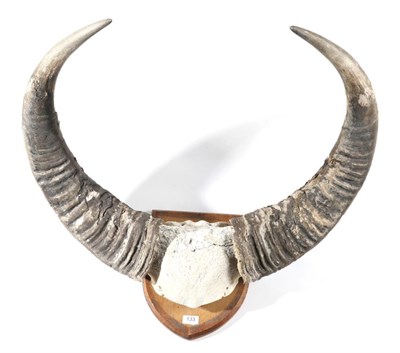 Lot 133 - Taxidermy: Asian Wild Water Buffalo (Bubalus arnee), circa 1900, large horns on cut upper skull cap