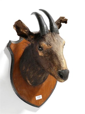 Lot 134 - Taxidermy: Himalayan Serow (Capricornis thar), circa 1920, shoulder mount with head looking...