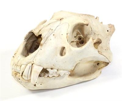 Lot 135 - Taxidermy: African Lion Skull (Panthera leo), circa early 20th century, full skull, 32cm by...