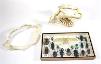 Lot 136 - Entomology: A Case of Asian Insects, modern, eighteen various Beetles Bugs and Insects...