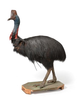 Lot 138 - Taxidermy: Southern Cassowary (Casuarius casuarius), circa 1900, large full mount bird stood...