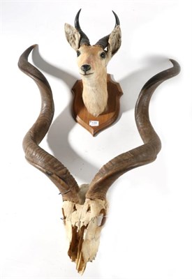 Lot 139 - Taxidermy: Bohor Reedbuck (Redunca redunca) circa late 20th century, head mount looking...