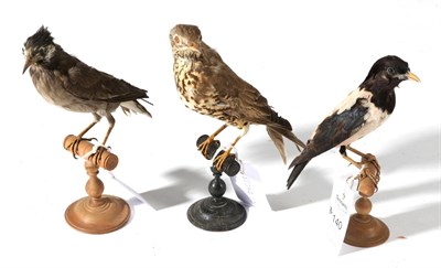 Lot 140 - Taxidermy: Rosy Starling (Pastor roseus), Song Thrush (Turdus philomelos), White-Cheeked...