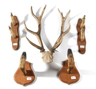 Lot 141 - Taxidermy: Red Deer Slots (Cervus elaphus) circa mid 20th century, a pair of slots mounted upon...