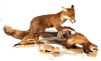 Lot 142 - Taxidermy: Fox (Vulpes vulpes), circa late 20th century, full mount vixen in defensive pose...