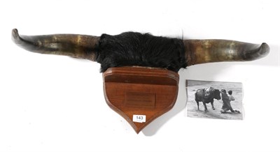 Lot 143 - Taxidermy: Spanish Bull Fighting Horns (SABADITO), circa 1967, a pair of Bull Horns from one of the