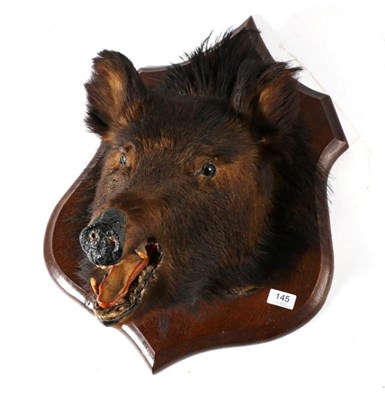 Lot 145 - Taxidermy: European Wild Boar (Sus scrofa) circa 1920, head mount with mouth agape on shaped...