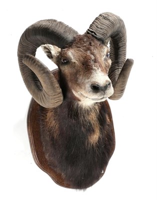 Lot 148 - Taxidermy: European Mouflon (Ovis orientalis musimon), circa late 20th century, shoulder mount...