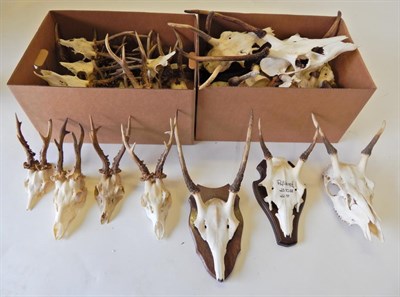 Lot 149 - Antlers: Roe Buck (Capreolus capreolus), modern, a quantity of adult antlers on cut upper skulls in